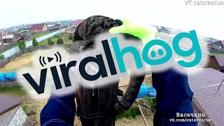 Rescuing a Cat From the Top of a Telephone Pole || ViralHog