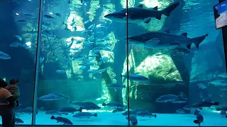 Two oceans Aquarium | Waterfront| Cape town | South Africa