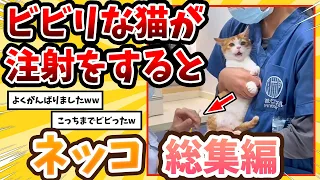 【2ch動物スレ総集編】小心者のネッコさん初めての注射→予想外のリアクションwww/ネッコ300選！