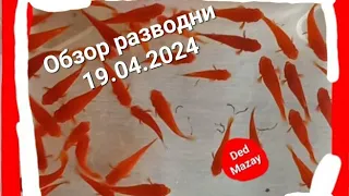 💥Обзор разводни 19.04.2024 год💥Иззя💥