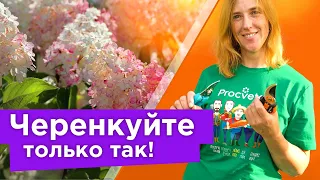 ЧЕРЕНКУЕМ ГОРТЕНЗИЮ СО 100% РЕЗУЛЬТАТОМ! Все черенки приживутся при таком способе укоренения