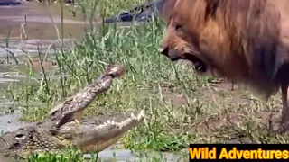 Top 15 crocodiles encounter videos | Wild Life | Wild Adventures