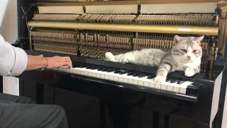 Cat Playing Piano|Cat Sleeps Comfortably Over Piano When Cat Butler Play a Sweet and Soft Tune