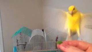 Pippin the Hand-Tame Canary