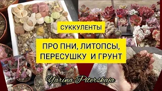 Суккуленты. Про пни, литопсы пересушку и грунт.