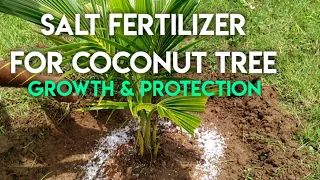 Use of Salt as Organic Fertilizer & Protection for Coconut Tree #essenceworld