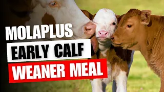 The UNTOLD Secret of MolaPlus EARLY CALF WEANER and How to use it!