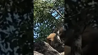 Baboon kidnapped lion 🦁 cub as revenge