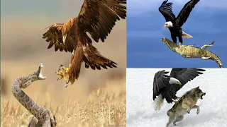Eagles: Most Incredible Eagles Attacks | ealagle vs Snake, crocodile, Birds, Fox, Monkey, Birds#2021