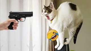 Funniest Cats and Dogs 🤣🐈 Funny And Cute Animal Videos 2024 🤣