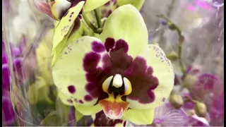 Какие орхидеи остались в Леруа Мерлен ?