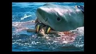 Shark Deadliest Attacks Caught on Camera