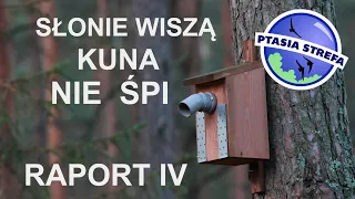 Powiesiłem słoniki – raport IV