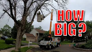 Removing Multiple Dead Ash Trees