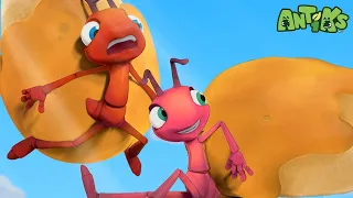 Ants Love Earwax? How RepugnANT! 🤢 | 🐛 Antiks & Insectibles 🐜 | Funny Cartoons for Kids | Moonbug