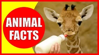 99 Interesting Facts About Animals That Will Make You Smarter | Animal Facts by Kiddopedia