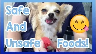 Foods Dogs Can and Can't Eat! Safe and Unsafe Foods for Dogs to Eat or Avoid!