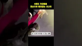 6미터 거대뱀을 맨손으로 때려잡는 사나이