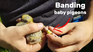 How to Band Pigeons