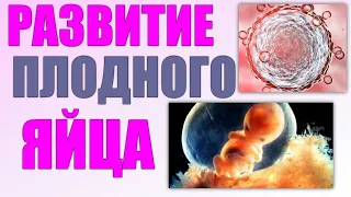 ПЛОДНОЕ ЯЙЦО | Как развивается плодное яйцо, какие могут быть отклонения в развитии эмбриона