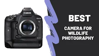 Best Camera For Wildlife Photography [Top 5 Reviews]