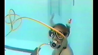 Scuba girl in pool