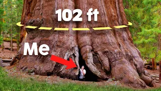 I Slept Inside the Biggest Tree on Earth