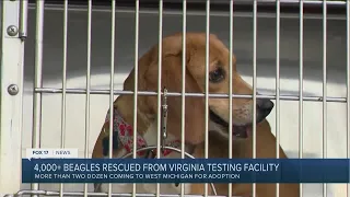 ‘They deserve to not be a number’: West Michigan shelter takes in rescued beagles