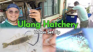 Ulang Hatchery, Urban Set-up