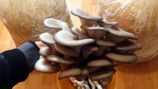 Как выращивать вешенки дома без мицелия из покупных грибов