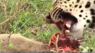 AM Safari Drive - Male Leopard on Kill - Oct 31, 2011