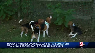 More beagles rescued from testing lab looking for homes in Mass.