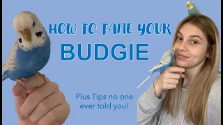 How to Tame a Budgie/Parakeet | Tips and Tricks no one ever told you!