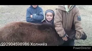 Гиссарские овцы и аборигенные САО Таджикистана саги дахмарда Холниёза из Дангары