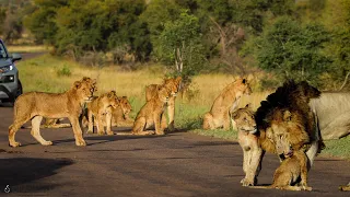 Mega Lion Pride in the Making- Kruger National Park