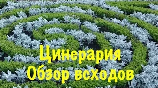 Цинерария Серебристая,Выращиваем из семян легко и просто без проблем  2 обзор всходов.