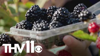 University of Arkansas creates new blackberry