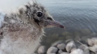 Птенец чайки