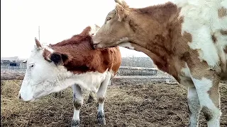 Плюшка чуть не взорвалась/Петух подрался/Весення уборка