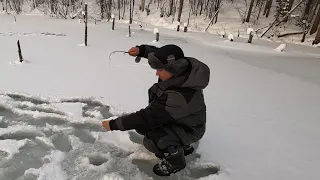 "ЗАТОПЛЕННЫЙ ЛЕС" ЛОВЛЯ ФОРЕЛИ И КУМЖИ / "FLOOD FOREST" TROUT AND TROUT FISHING