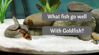 Goldfish Tankmates