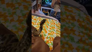 I got bitten by anaconda! Caught on camera! #reptiles #anaconda #snakebite #pets #shorts