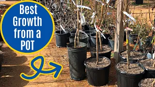 How to Plant a Pecan Tree from a Pot - Easy Tips for Growth!