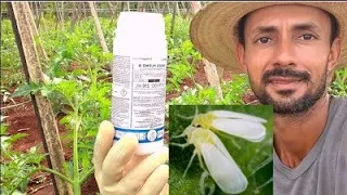 Como fazer o controle e manejo da Mosca Branca.