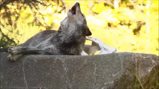 Howling is a Must for Wolves!