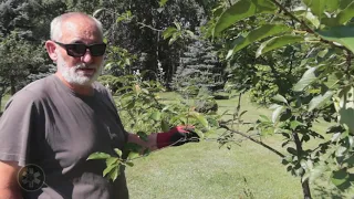 Jak walczyć i zapobiegać opadzinie liści u drzew pestkowych?