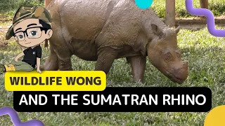 Wildlife Wong And The Sumartran Rhino