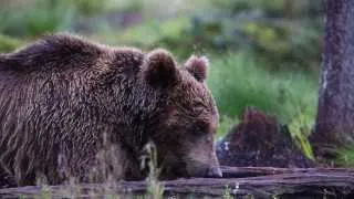 Brownbear in finland