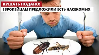 Европейцы будут есть насекомых.