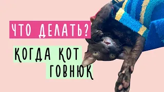 КАК ОТУЧИТЬ КОТА кусаться  / драть мебель / грызть растения / гадить где попало